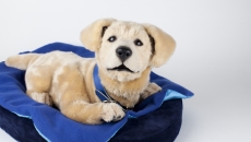 Image of robotic dog