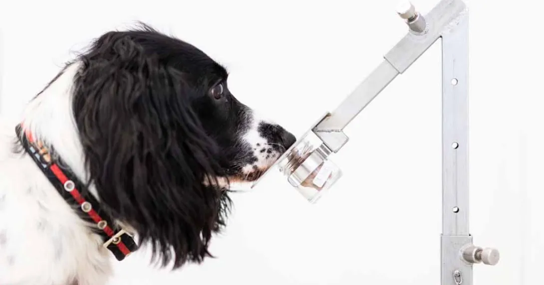 Medical detection dog